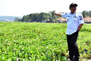 6 Ha Perairan Waduk Darma Dipenuhi Eceng Gondok